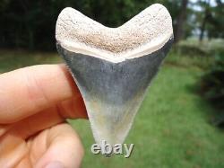 Gorgeous Bone Valley Megalodon Shark Tooth Florida Fossils Sharks Teeth Mako @@@