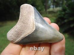 Gorgeous Bone Valley Megalodon Shark Tooth Florida Fossils Sharks Teeth Mako @@@