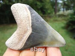 Gorgeous Bone Valley Megalodon Shark Tooth Florida Fossils Sharks Teeth Mako @@@