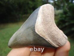 Gorgeous Bone Valley Megalodon Shark Tooth Florida Fossils Sharks Teeth Mako @@@