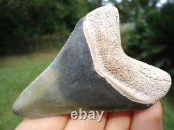 Gorgeous Bone Valley Megalodon Shark Tooth Florida Fossils Sharks Teeth Mako @@@