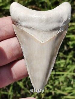 Gorgeous & Huge BONE VALLEY WHITE Megalodon tooth from Florida 3.83 BV MEG