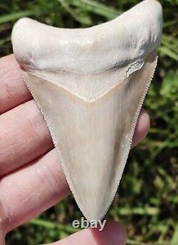 Gorgeous & Huge BONE VALLEY WHITE Megalodon tooth from Florida 3.83 BV MEG