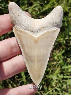 Gorgeous & Huge BONE VALLEY WHITE Megalodon tooth from Florida 3.83 BV MEG