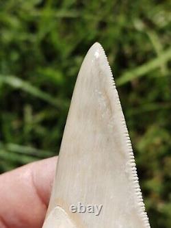 Gorgeous & Huge BONE VALLEY WHITE Megalodon tooth from Florida 3.83 BV MEG