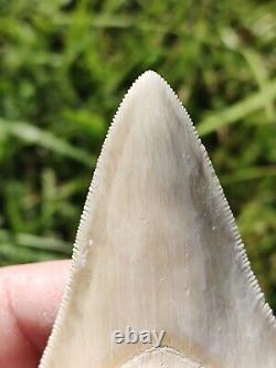 Gorgeous & Huge BONE VALLEY WHITE Megalodon tooth from Florida 3.83 BV MEG
