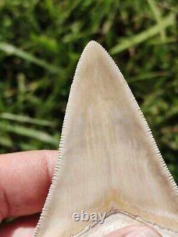 Gorgeous & Huge BONE VALLEY WHITE Megalodon tooth from Florida 3.83 BV MEG