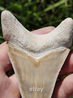 Gorgeous & Huge BONE VALLEY WHITE Megalodon tooth from Florida 3.83 BV MEG