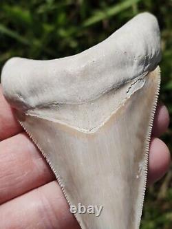 Gorgeous & Huge BONE VALLEY WHITE Megalodon tooth from Florida 3.83 BV MEG