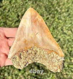 Gorgeous Indonesian Megalodon Tooth HUGE 4.95 Natural Fossil Shark Tooth Meg