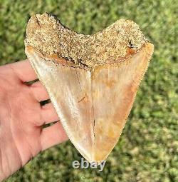 Gorgeous Indonesian Megalodon Tooth HUGE 4.95 Natural Fossil Shark Tooth Meg