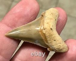 Gorgeous LAND FIND 1.85 x 1.35 Angustiden Megalodon Shark Tooth Fossil