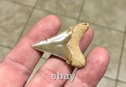 Gorgeous LAND FIND 1.85 x 1.35 Angustiden Megalodon Shark Tooth Fossil