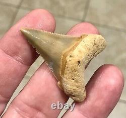 Gorgeous LAND FIND 1.85 x 1.35 Angustiden Megalodon Shark Tooth Fossil