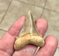 Gorgeous LAND FIND 1.85 x 1.35 Angustiden Megalodon Shark Tooth Fossil