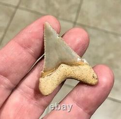 Gorgeous LAND FIND 1.85 x 1.35 Angustiden Megalodon Shark Tooth Fossil