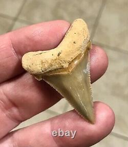 Gorgeous LAND FIND 1.85 x 1.35 Angustiden Megalodon Shark Tooth Fossil