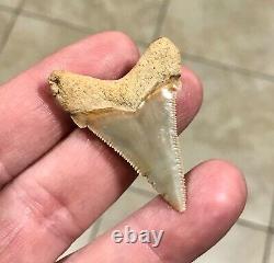 Gorgeous LAND FIND 1.85 x 1.35 Angustiden Megalodon Shark Tooth Fossil