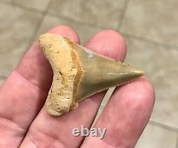 Gorgeous LAND FIND 1.85 x 1.35 Angustiden Megalodon Shark Tooth Fossil