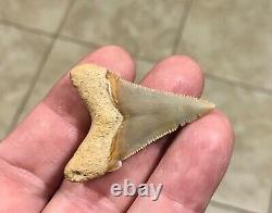 Gorgeous LAND FIND 1.85 x 1.35 Angustiden Megalodon Shark Tooth Fossil