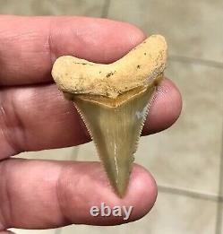 Gorgeous LAND FIND 1.85 x 1.35 Angustiden Megalodon Shark Tooth Fossil