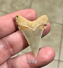 Gorgeous LAND FIND 1.85 x 1.35 Angustiden Megalodon Shark Tooth Fossil