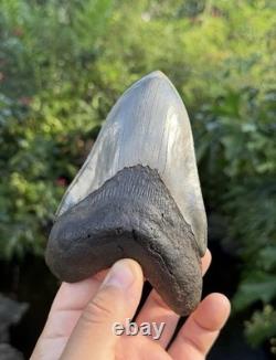 Gorgeous Rare River megalodon tooth real 5.66in