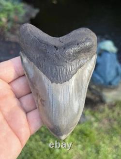 Gorgeous Rare River megalodon tooth real 5.66in