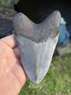 Gorgeous Rare River megalodon tooth real 5.66in