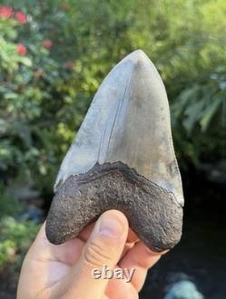 Gorgeous Rare River megalodon tooth real 5.66in