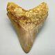 Gorgeous Colors, Sharply Serrated 4.22 Fossil Indonesian Megalodon Shark Tooth