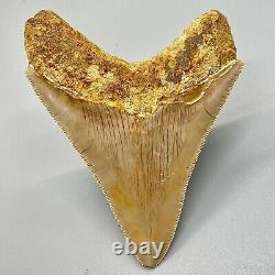 Gorgeous colors, Sharply Serrated 4.22 Fossil INDONESIAN MEGALODON Shark Tooth