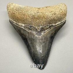 Gorgeous colors and prints 2.87 Fossil MEGALODON Shark Tooth Sarasota, FL