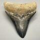 Gorgeous Colors And Prints 2.87 Fossil Megalodon Shark Tooth Sarasota, Fl