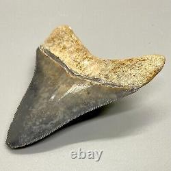Gorgeous colors and prints 2.87 Fossil MEGALODON Shark Tooth Sarasota, FL