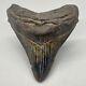Gorgeous Colors And Prints 4.13 Fossil Megalodon Shark Tooth