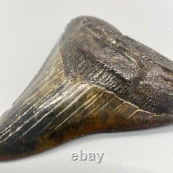 Gorgeous colors and prints 4.13 Fossil MEGALODON Shark Tooth