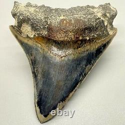 Gorgeous colors, sharply serrated 3.54 Fossil INDONESIAN MEGALODON Shark Tooth