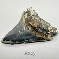 Gorgeous colors, sharply serrated 3.54 Fossil INDONESIAN MEGALODON Shark Tooth