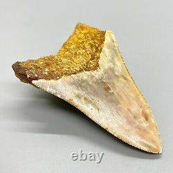 Gorgeous colors, sharply serrated 3.90 Fossil INDONESIAN MEGALODON Shark Tooth