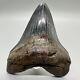 Gorgeous Prints Very Thick/solid/heavy 5.23 Fossil Megalodon Shark Tooth-usa
