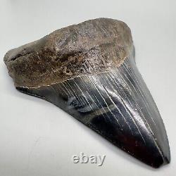 Gorgeous prints VERY Thick/Solid/Heavy 5.23 Fossil MEGALODON Shark Tooth-USA