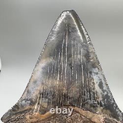 Gorgeous prints VERY Thick/Solid/Heavy 5.23 Fossil MEGALODON Shark Tooth-USA