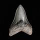 Gorgeous Pyritized 4.47 Serrated Megalodon Fossil Tooth, Gray And Black