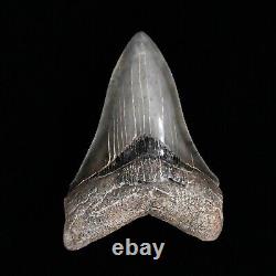 Gorgeous pyritized 4.47 Serrated Megalodon Fossil Tooth, Gray and Black