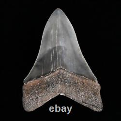 Gorgeous pyritized 4.47 Serrated Megalodon Fossil Tooth, Gray and Black