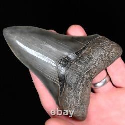 Gorgeous pyritized 4.47 Serrated Megalodon Fossil Tooth, Gray and Black
