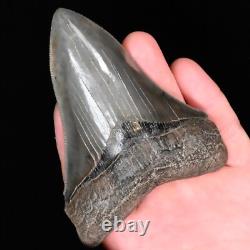 Gorgeous pyritized 4.47 Serrated Megalodon Fossil Tooth, Gray and Black