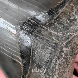 Gorgeous pyritized 4.47 Serrated Megalodon Fossil Tooth, Gray and Black
