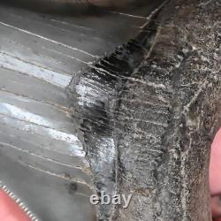 Gorgeous pyritized 4.47 Serrated Megalodon Fossil Tooth, Gray and Black